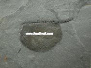 Branchiocaris pretiosa