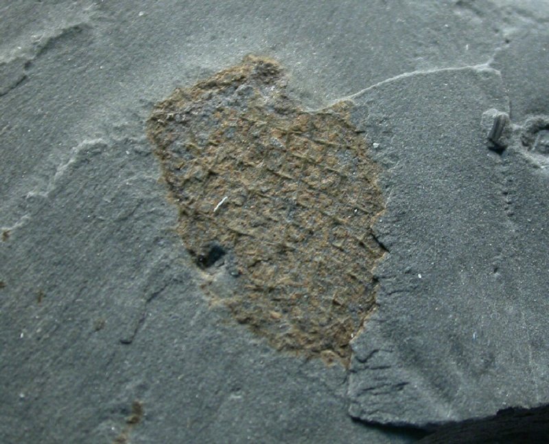 Diagoniella Cambrian Sponge Fossil