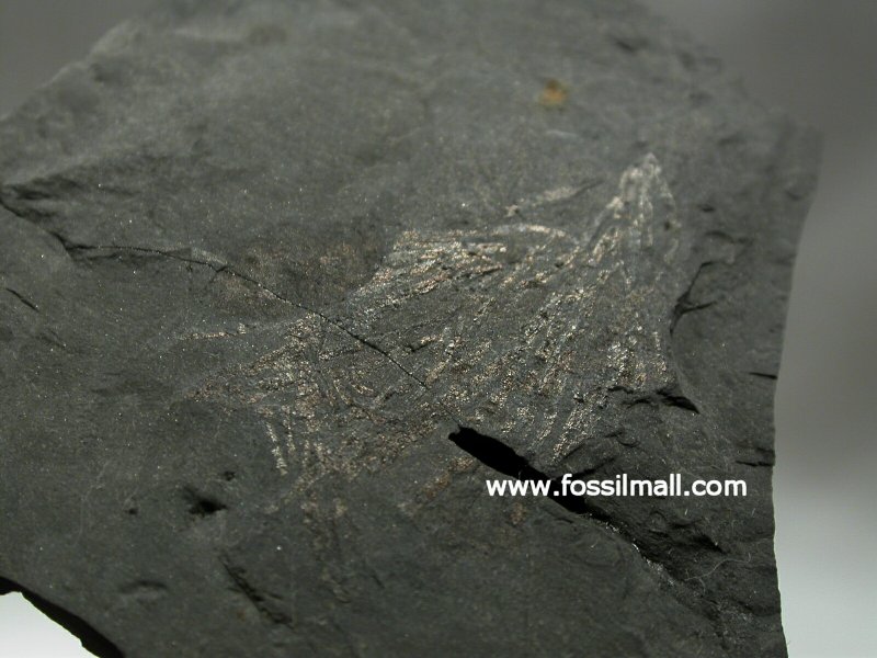 Yuknessia, Cambrian Explosion Fossil algae