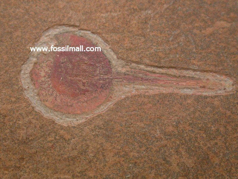 Choia Cambrian Fossil Sponge