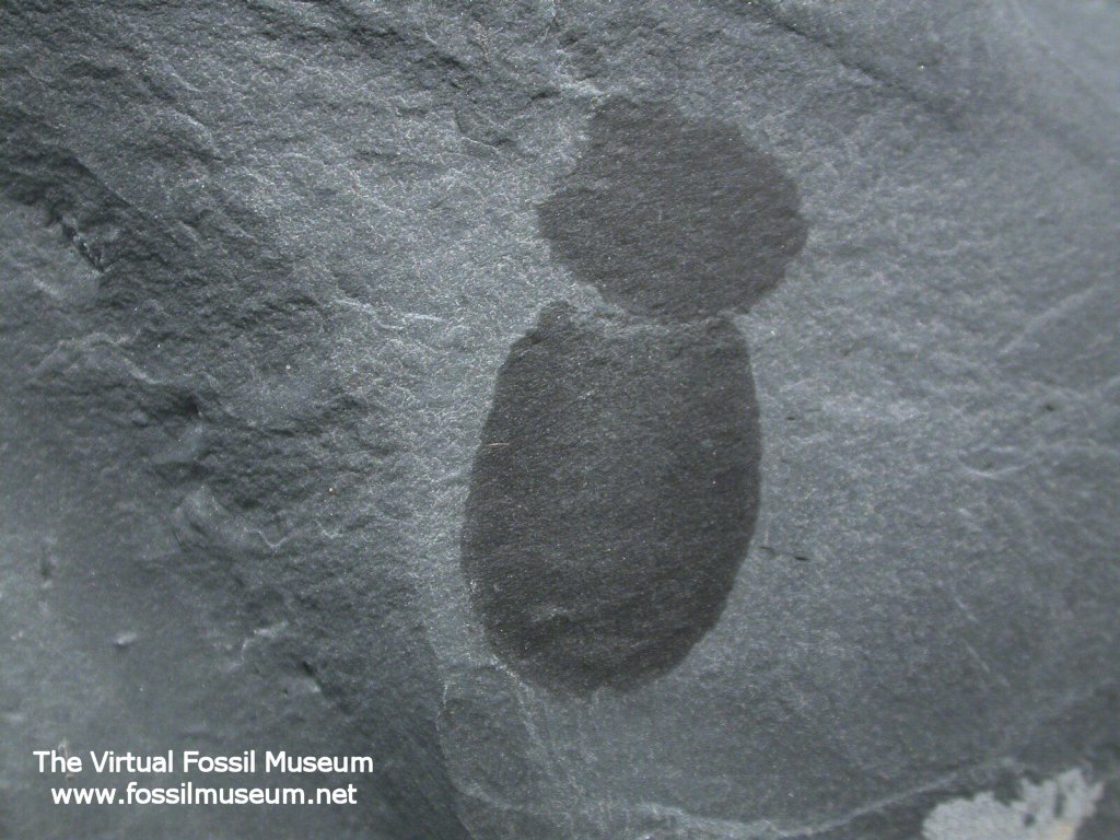 Sponge Fossil Crumillospongia