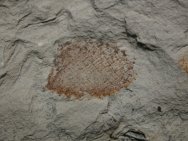 Diagonella sponge fossil