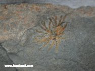 Yuknessia sponge fossil