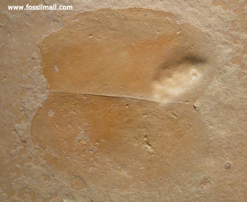 Branchiocaris Phyllocarid Fossil 