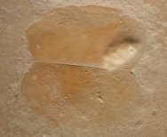 Phyllocarid Branchiocaris