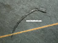 Polychaeta Worm Tube