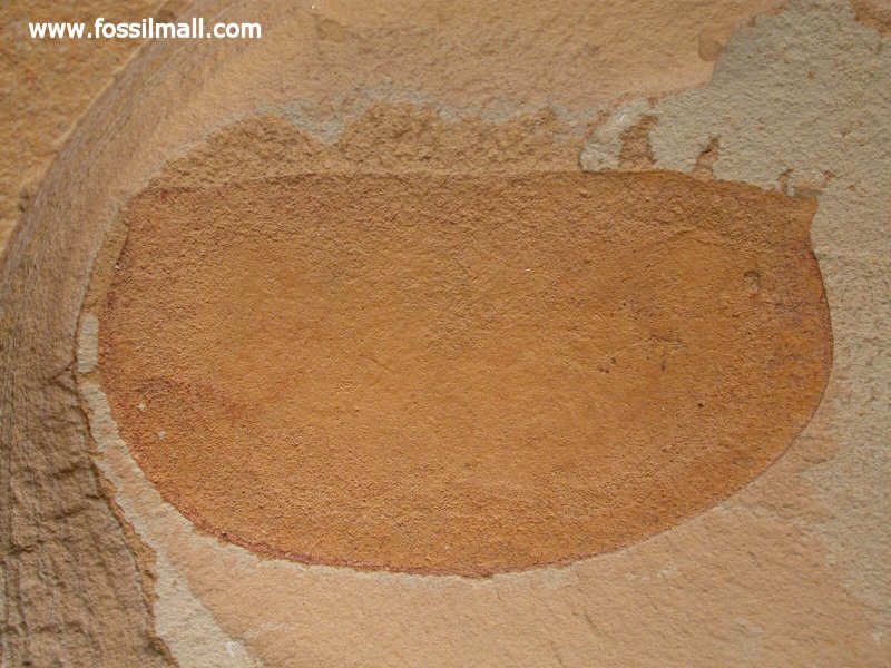 Branchiocaris Phyllocarid