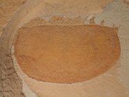 Branchiocaris Phyllocarid