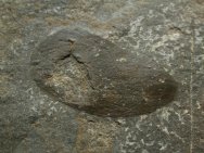 Canadaspis Phyllocarid 