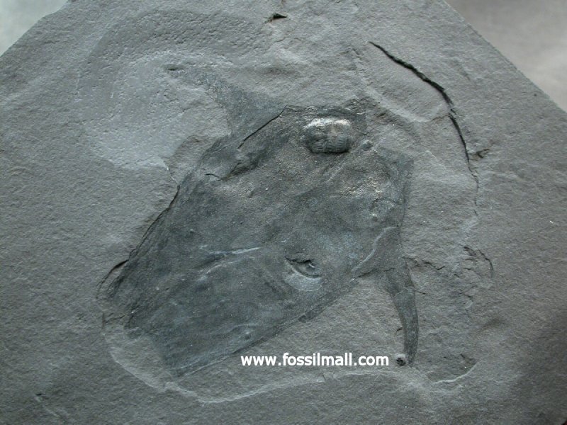 Pseudoarctolepis sharpi