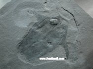 Pseudoarctolepis sharpi 