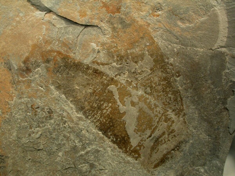 Fossil Sponges from Utah