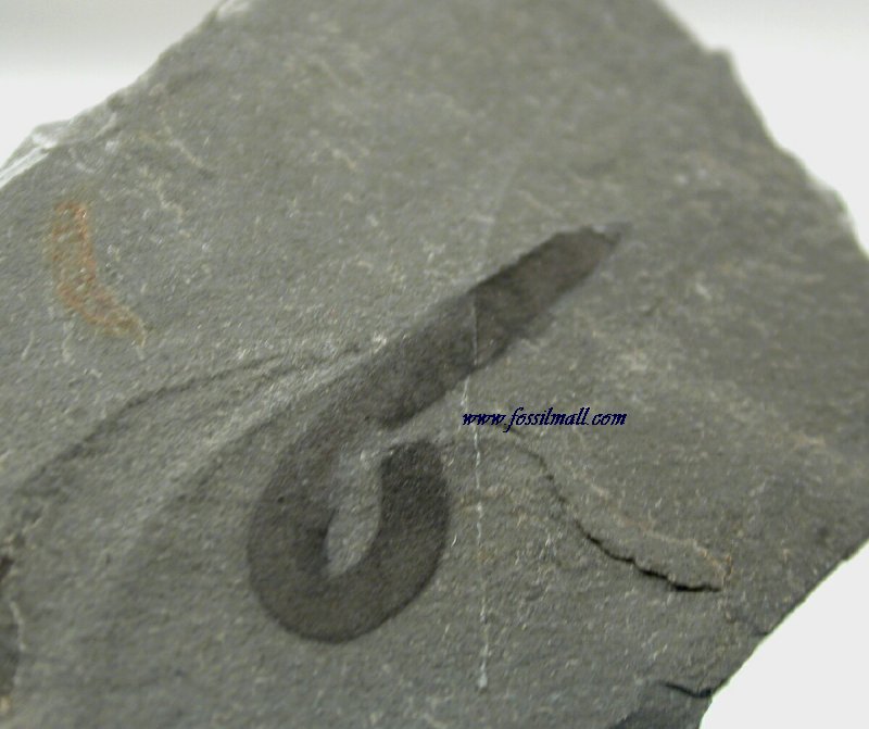 Wheeler Shale Worm Fossil