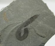 Wheeler Formation Worm Fossil