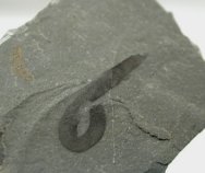 Worm Fossil
