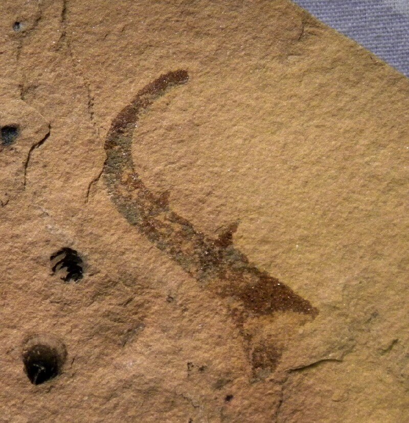 Dinocaridid Fossil