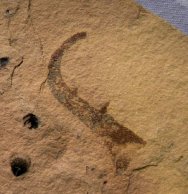 Dinocaridid Grasping Appendage Fossil