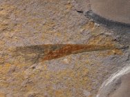 Rare Cambrorhytium Fossil