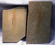 Leptomitus  bellilineata Sponge Fossil Assemblage