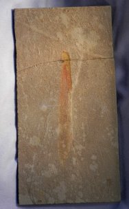 Leptomitella bellilineata Cambrian Explosion Sponge Fossils