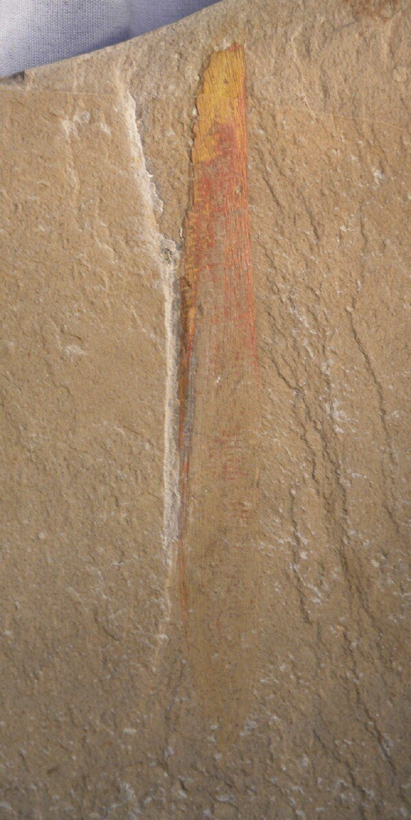 Leptomitella Cambrian Sponge