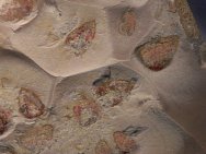 Diagonella Sponge Fossils