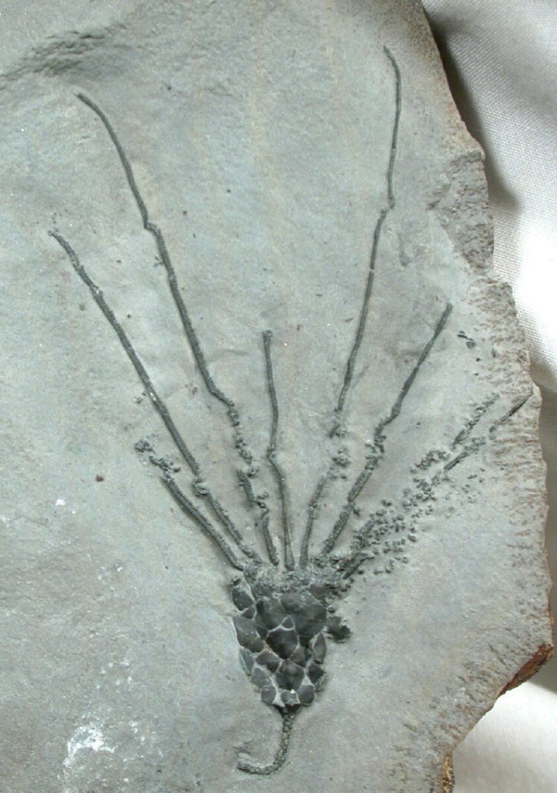 Gogia Eocrinoid