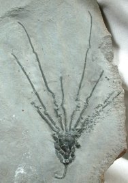 Dawn Crinoid
