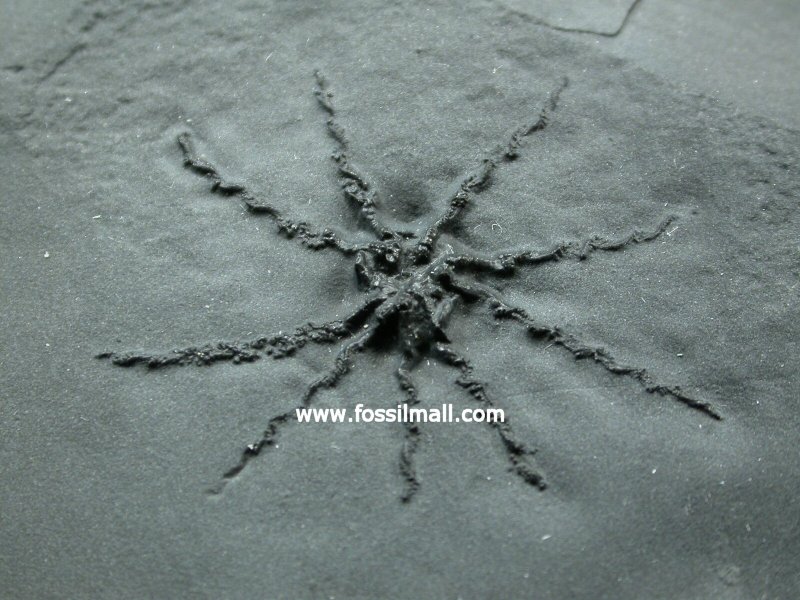 Gogia spiralis Eocrinoid