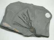 Gogia Eocrinoid Fossil