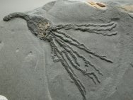 Gogia Eocrinoid Fossil from Cambrian Utah