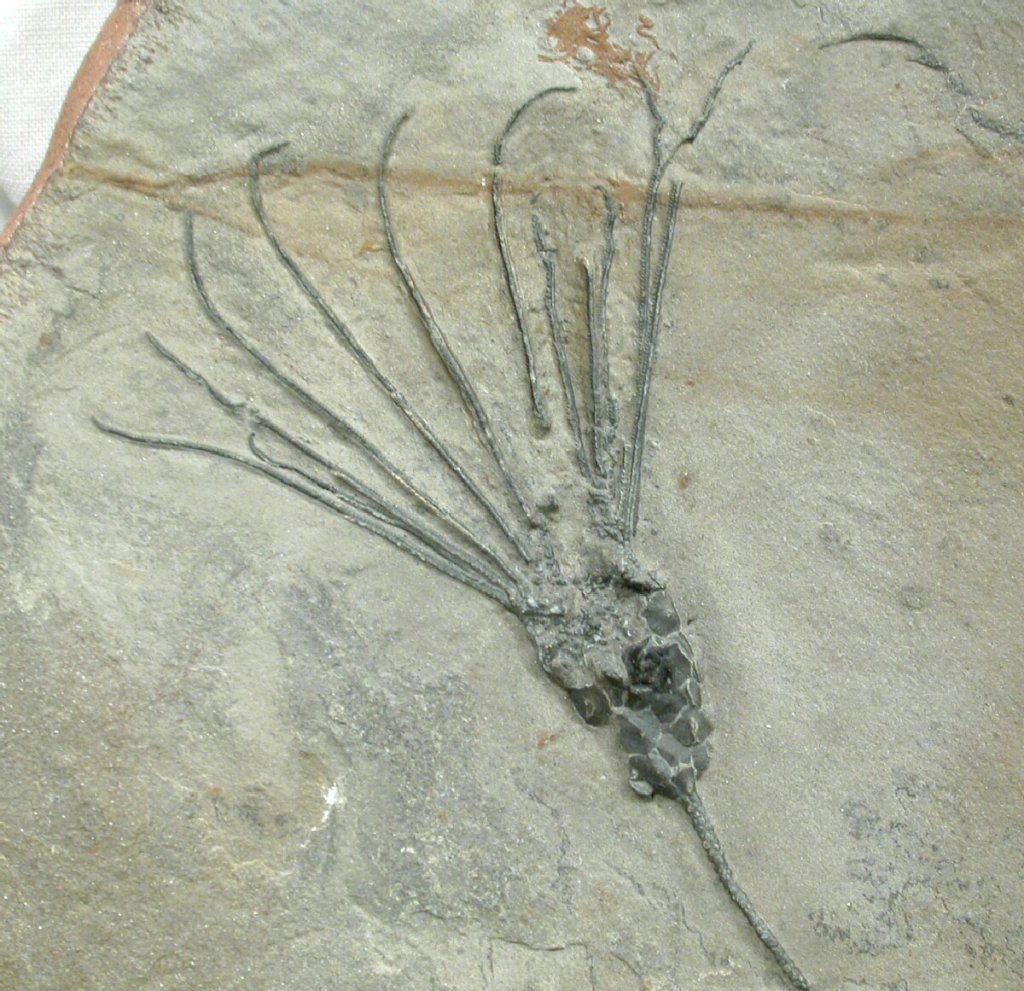 Gogia Eocrinoids