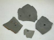 Ctenocystis Echinoderms