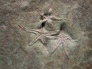Henricia venturana Seastar Fossils