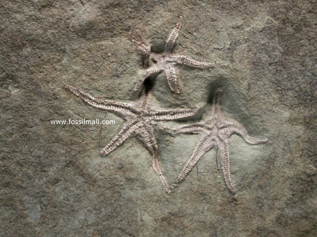 Fossil Starfish Plate from Cozy Dell Formation