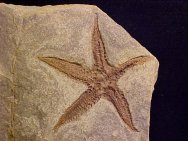 Astropecten matilijaensis starfish fossil