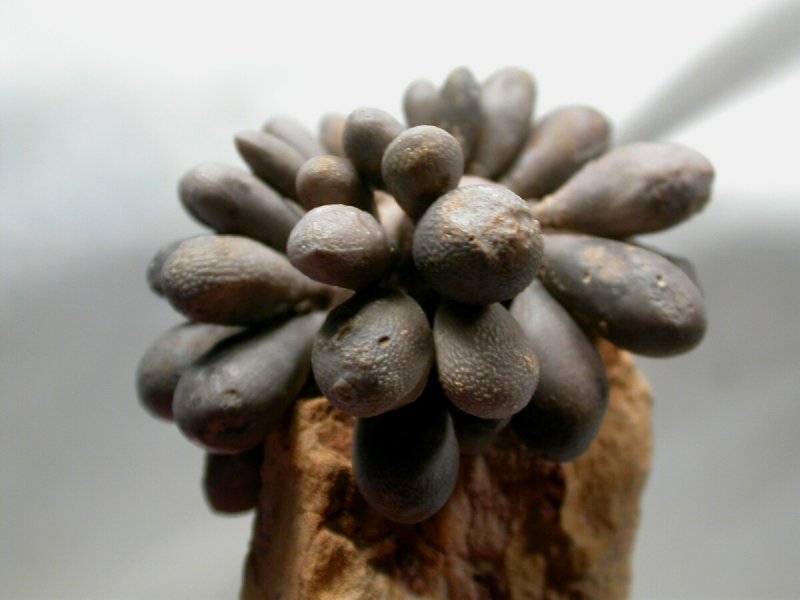 Acrosalenia Club Urchin Fossil