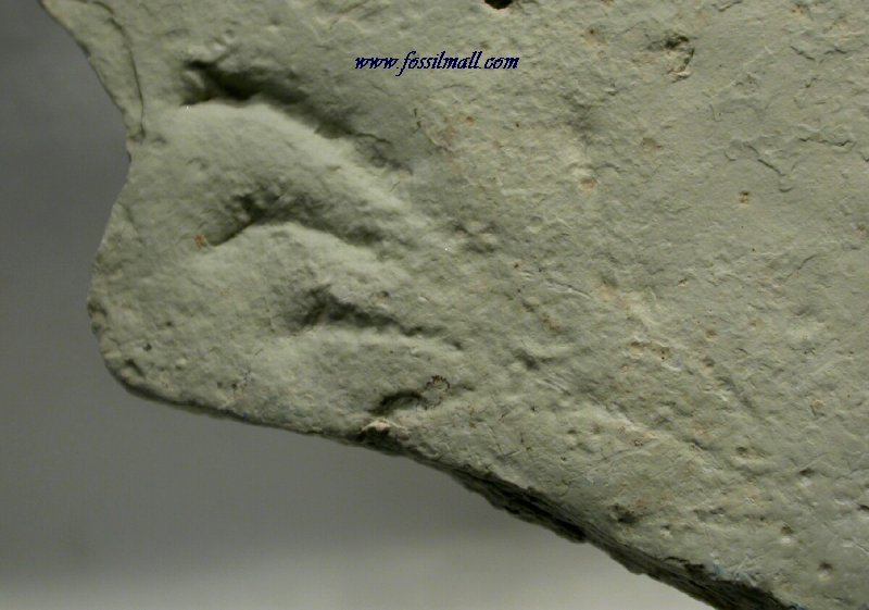 Lizard Track Fossil 