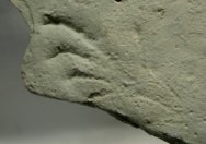Lacertilia (Lizard) Ichnofossil