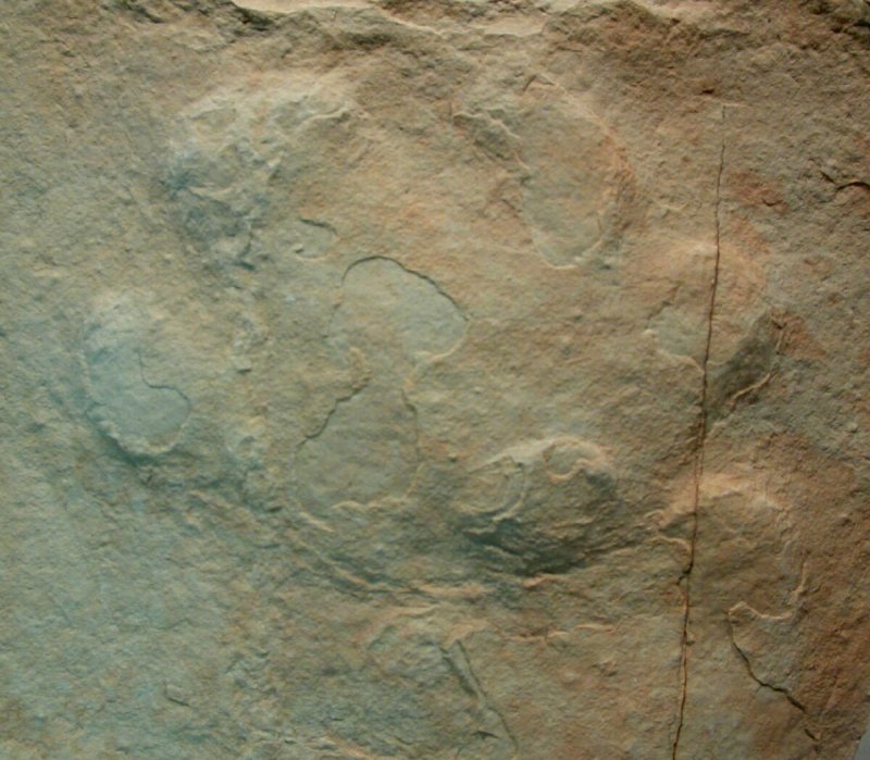 Green River Formation Brontothere Trackway Brontotheriidae  Ichnofossil