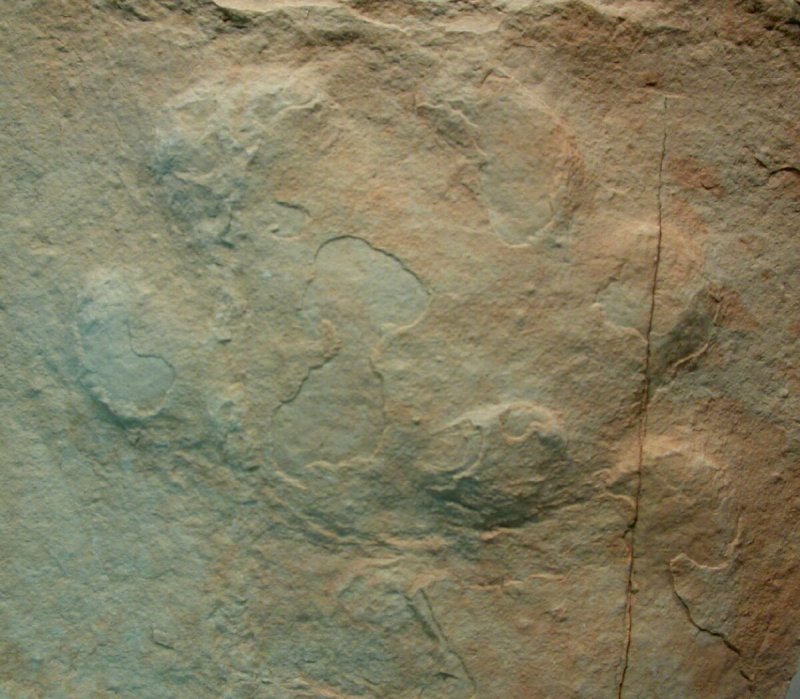 Green River Formation Brontothere Trackway Brontotheriidae  Ichnofossil