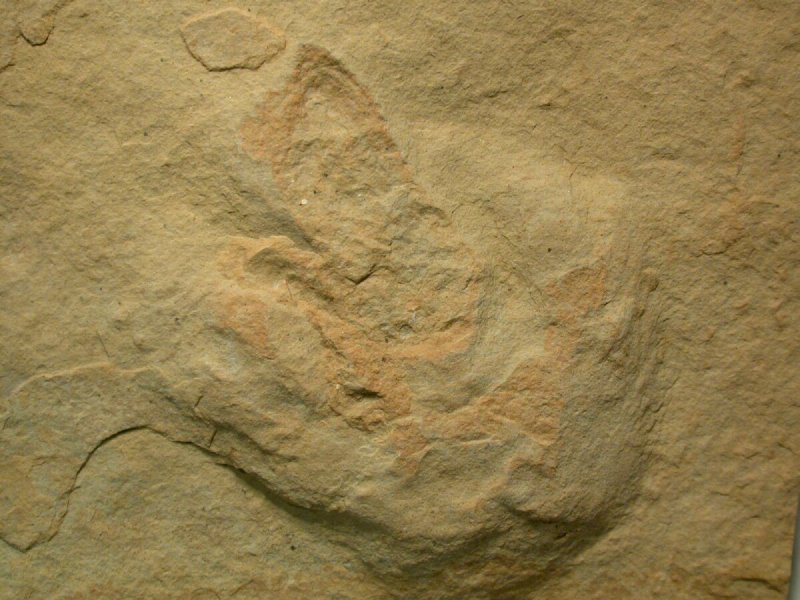 Dawn Horse Track Fossil