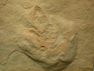 Eohippus Dawn Horse Ichnofossil
