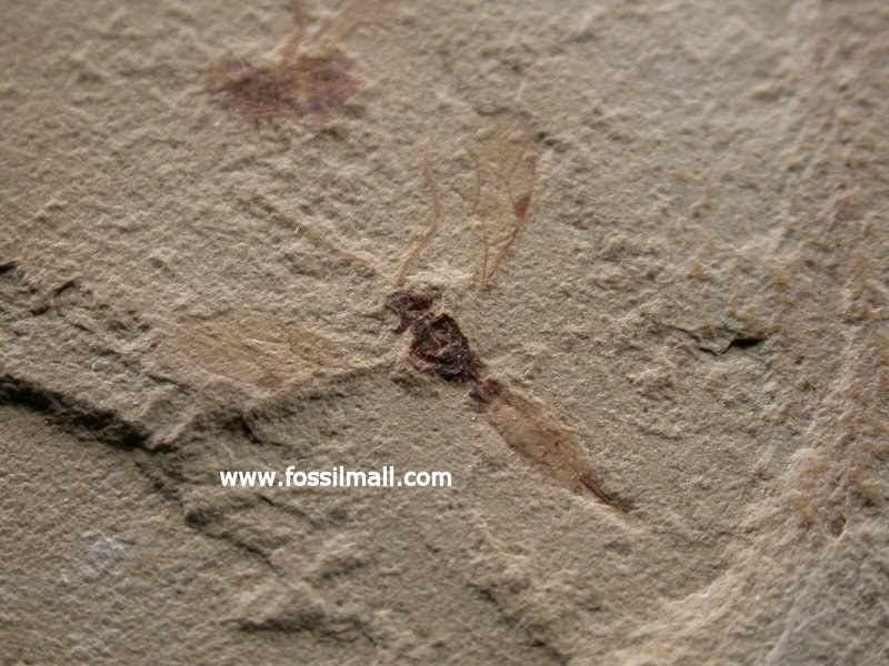 Parasitic Wasp Insect Fossil