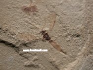 Ichneumonid Fossil