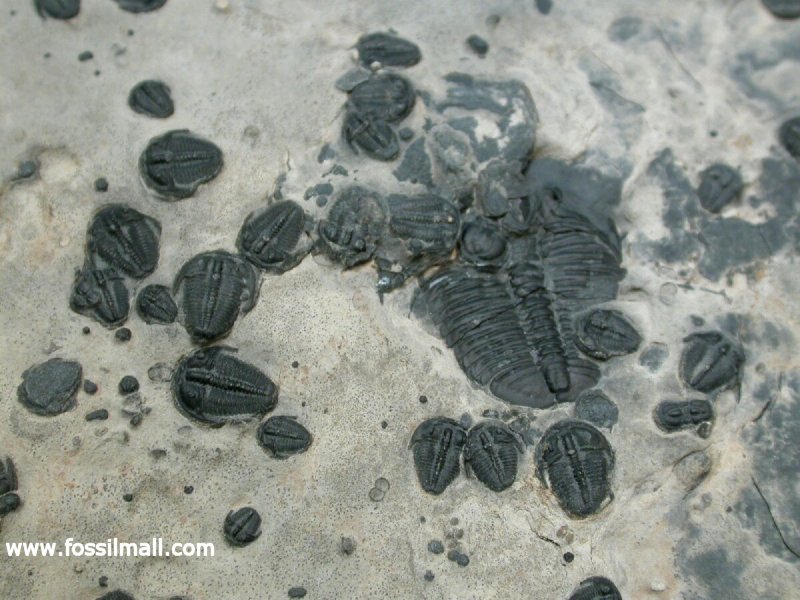 Trilobites Death Assemblage