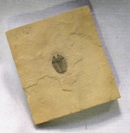 Menomonia semele Trilobite