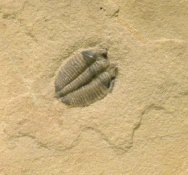 Menomonia (Densonella) semele Trilobite