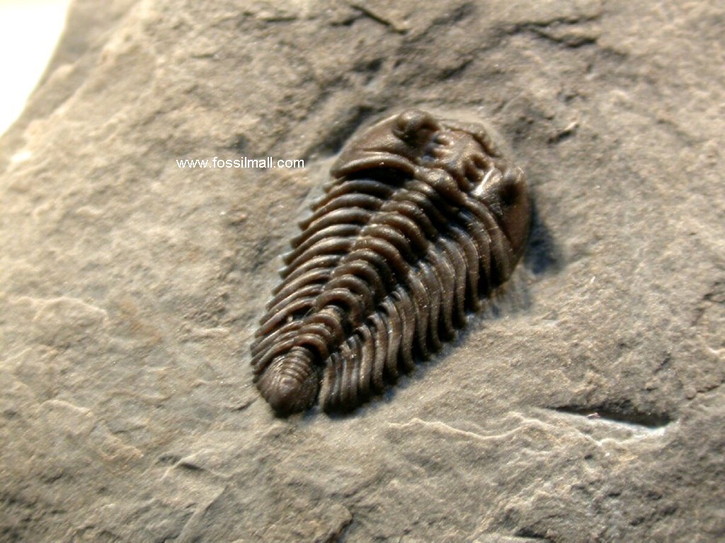 Pseudocybele lemurei