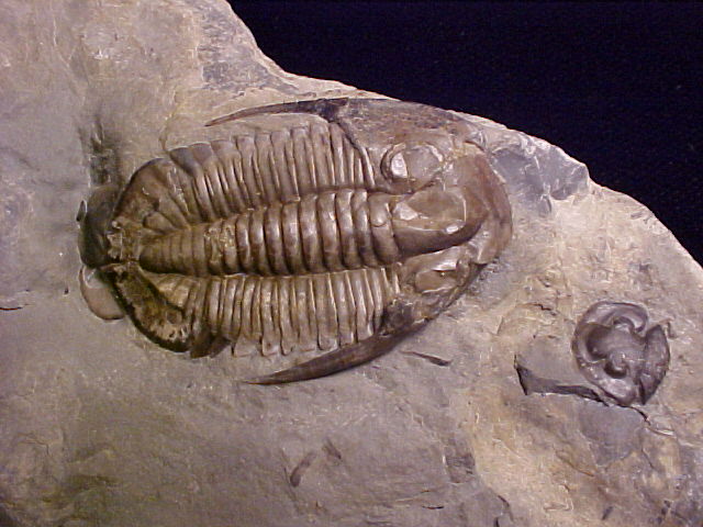 Bathyurellus teretus Trilobite